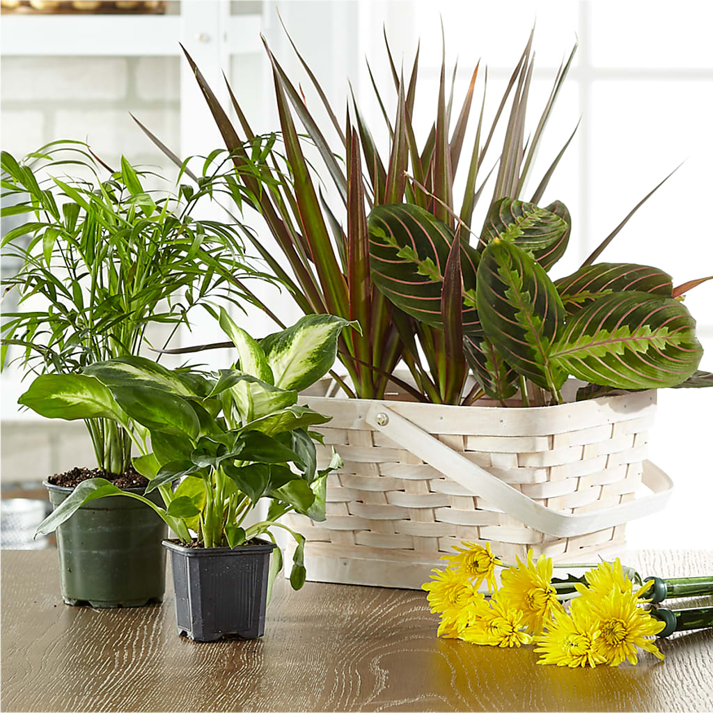 Florist Designed Blooming and Green Plants in a Basket – Luxe Flowers Birmingham, Birmingham MI