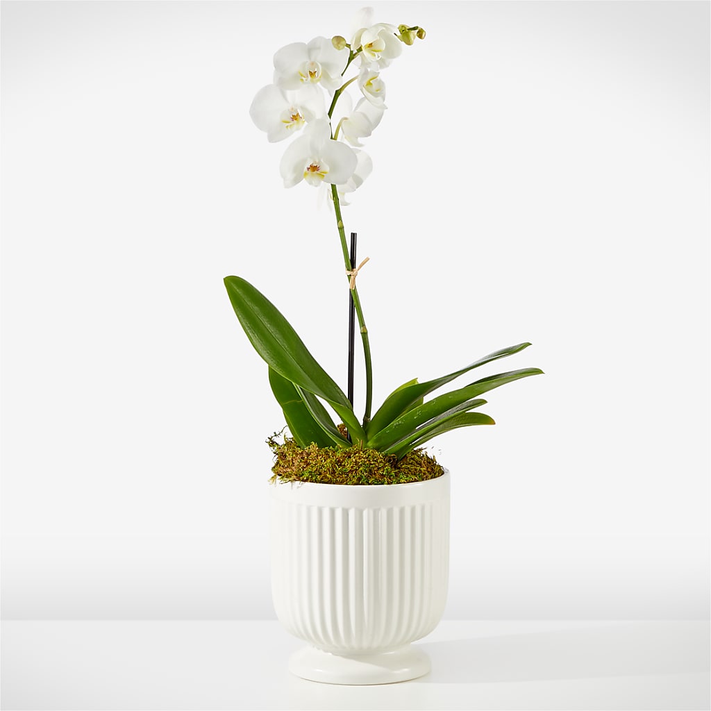 Whispering White Orchid – Luxe Flowers Birmingham, Birmingham MI