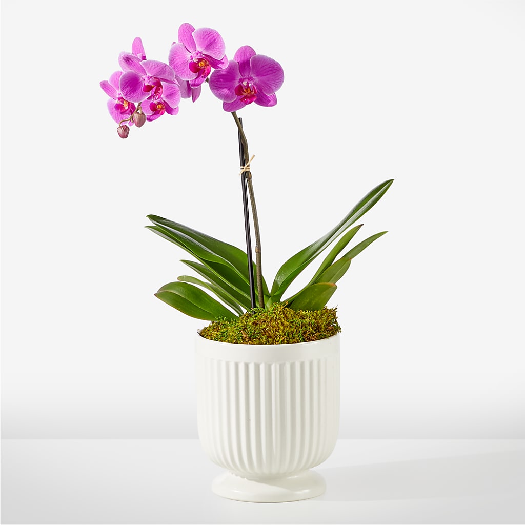 Friendly Fuchsia Orchid – Luxe Flowers Birmingham, Birmingham MI