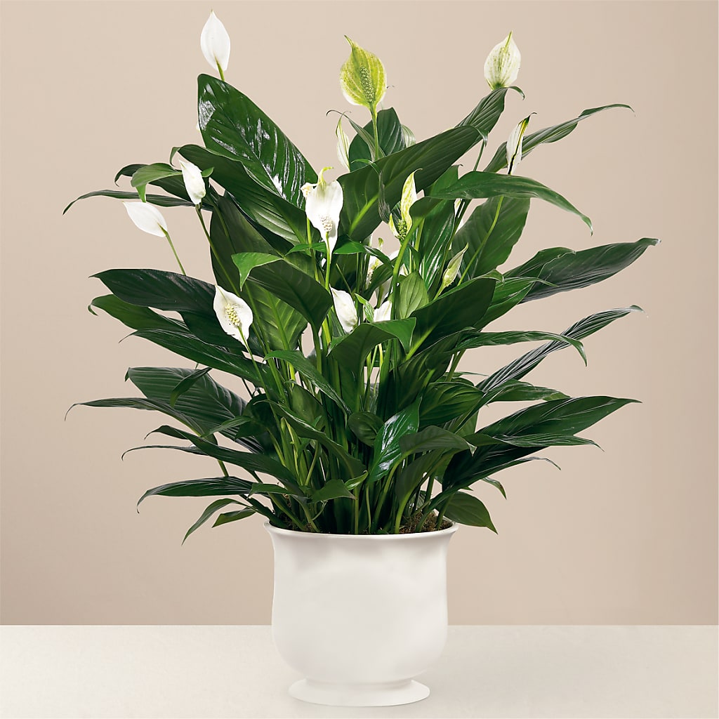 Comfort Planter – Luxe Flowers Birmingham, Birmingham MI