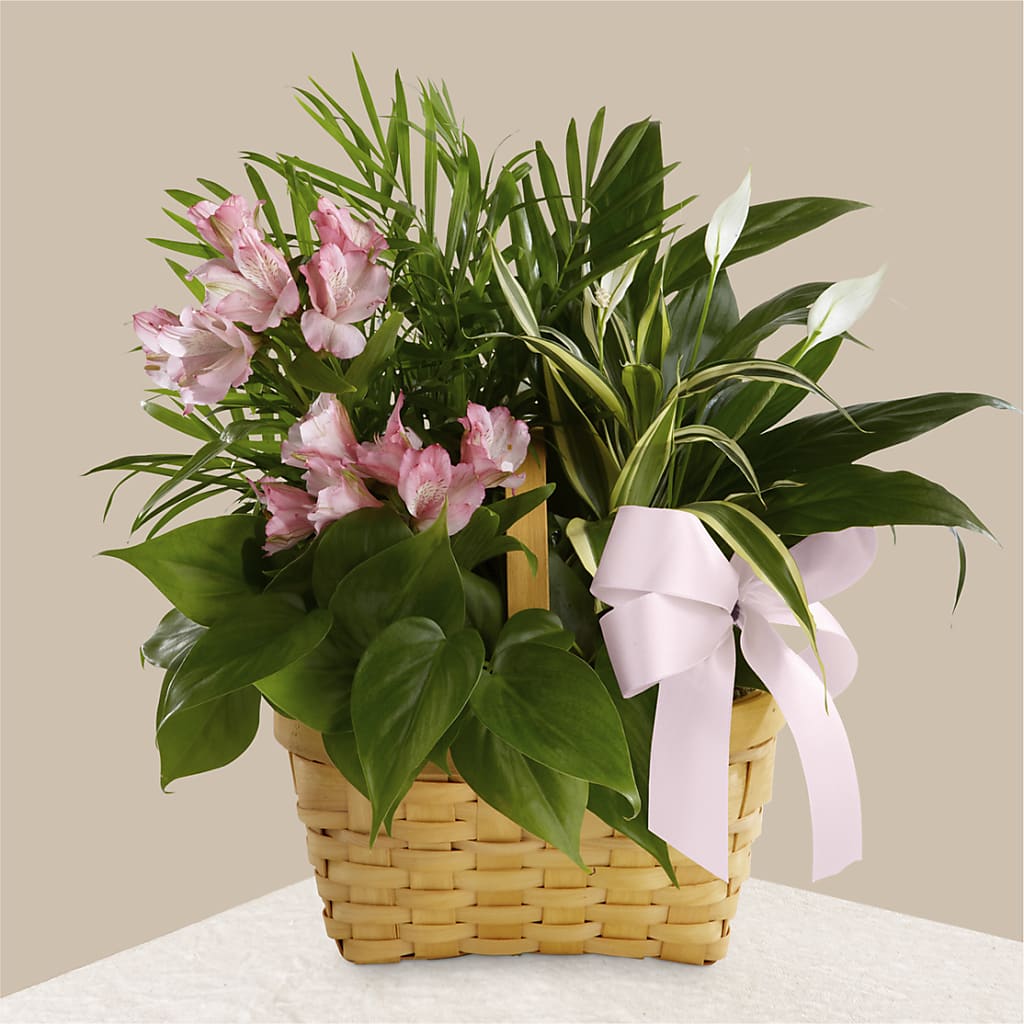 Living Spirit Dishgarden – Luxe Flowers Birmingham, Birmingham MI