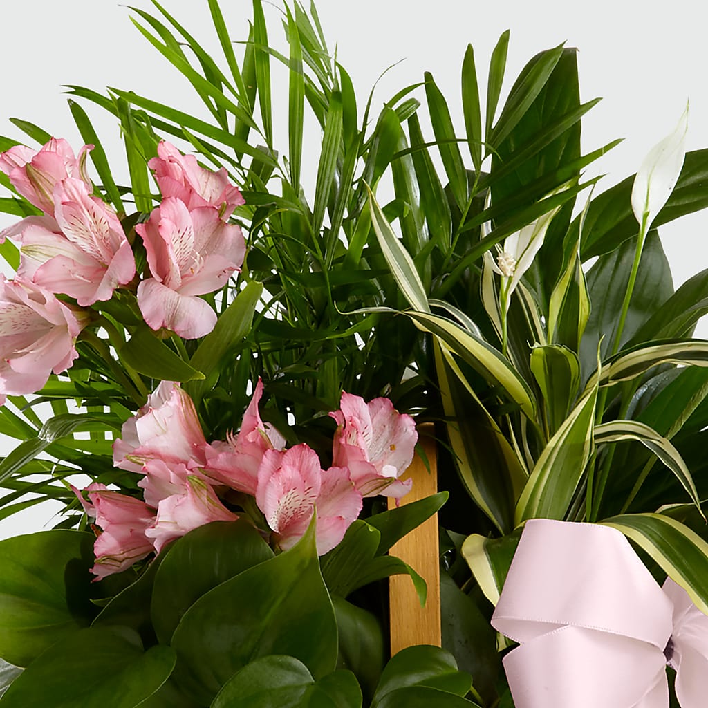 Living Spirit Dishgarden – Luxe Flowers Birmingham, Birmingham MI