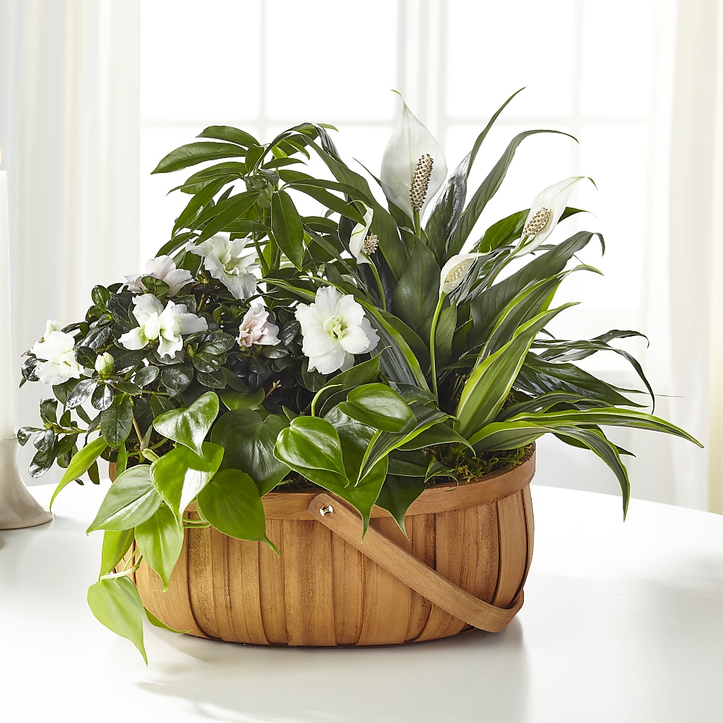 Serene Dishgarden – Luxe Flowers Birmingham, Birmingham MI