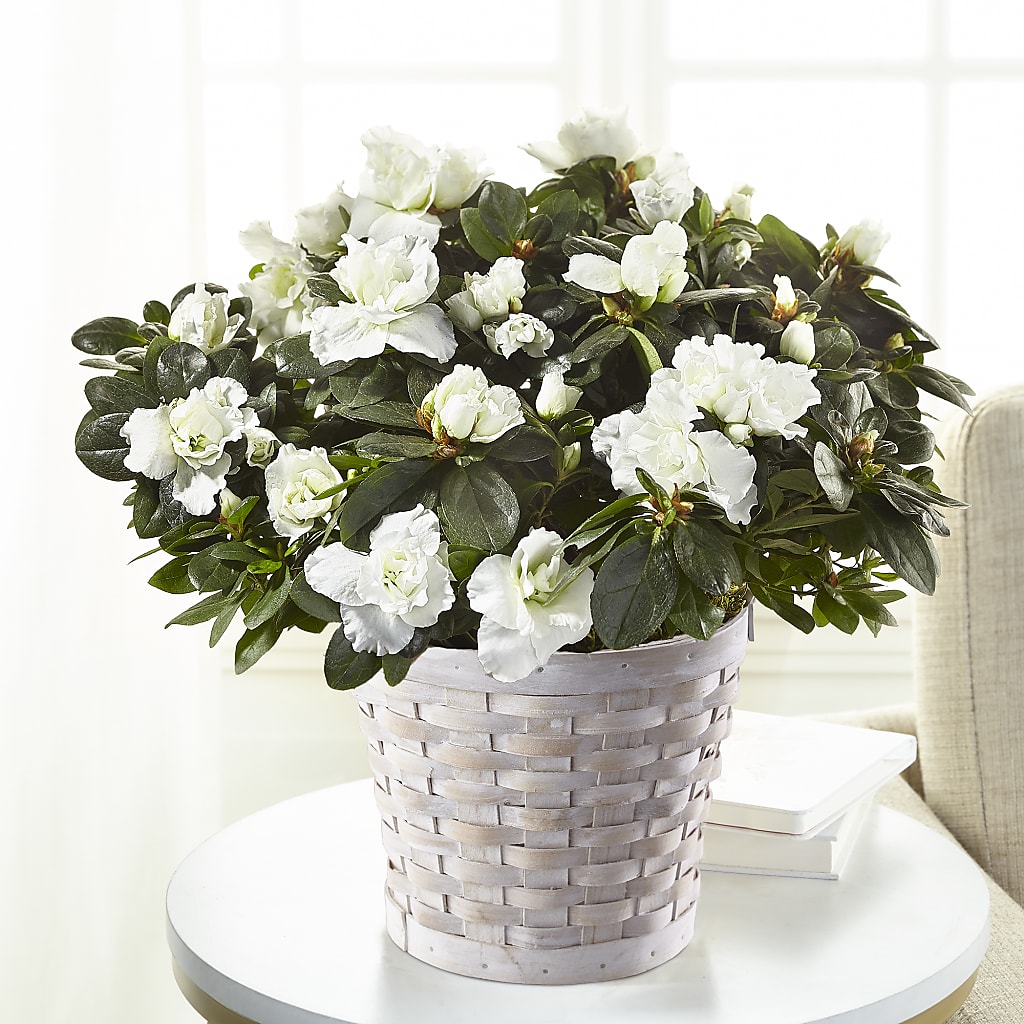 White Azalea Plant – Luxe Flowers Birmingham, Birmingham MI