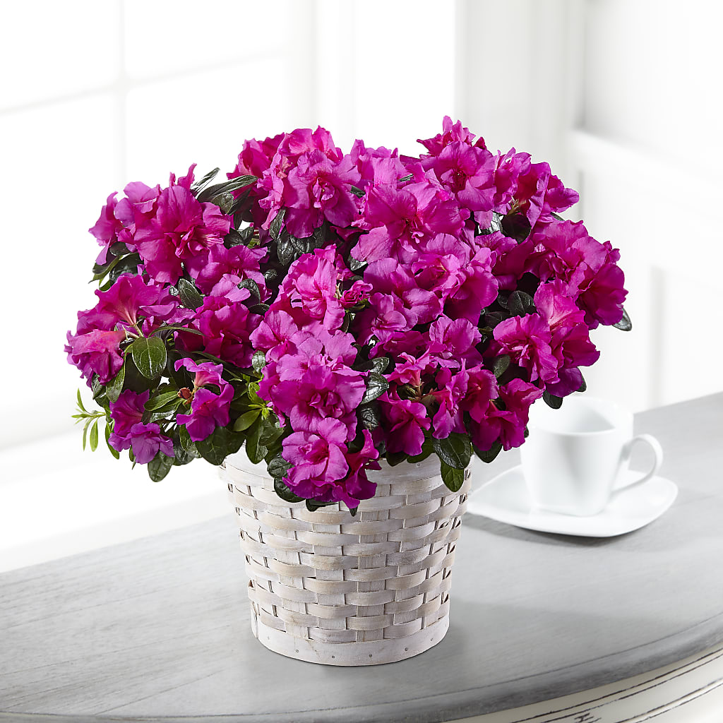 Hope & Serenity Azalea Plant – Luxe Flowers Birmingham, Birmingham MI