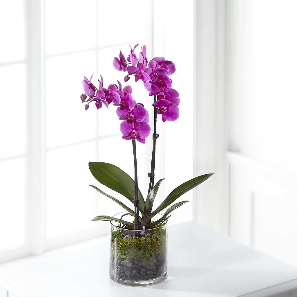 Pink Orchid Plant – Luxe Flowers Birmingham, Birmingham MI