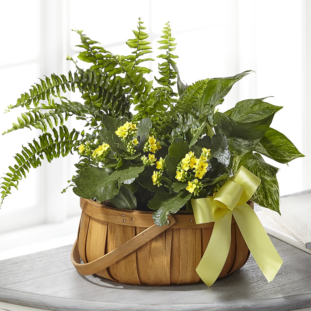 Always Dear Dishgarden – Luxe Flowers Birmingham, Birmingham MI
