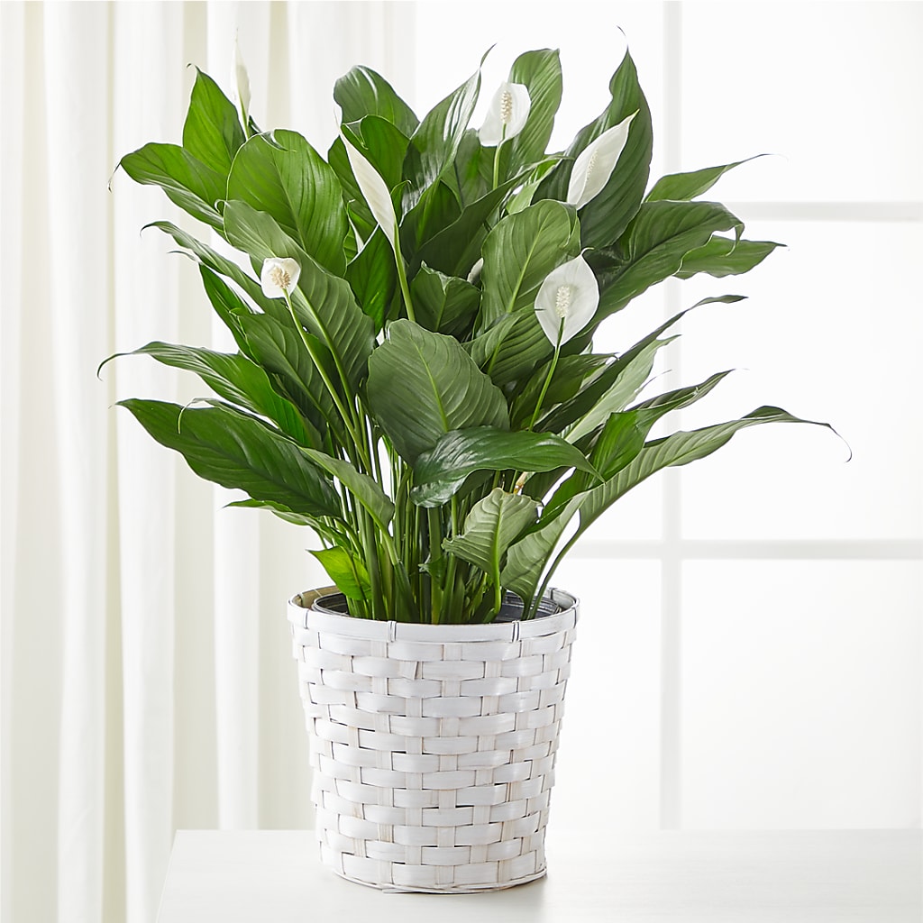 A New Leaf Peace Lily – Luxe Flowers Birmingham, Birmingham MI