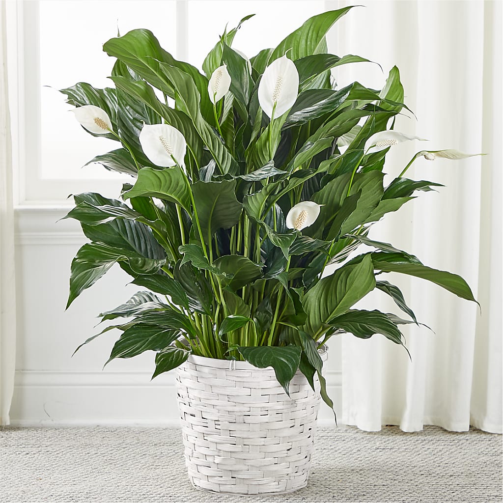 A New Leaf Peace Lily – Luxe Flowers Birmingham, Birmingham MI