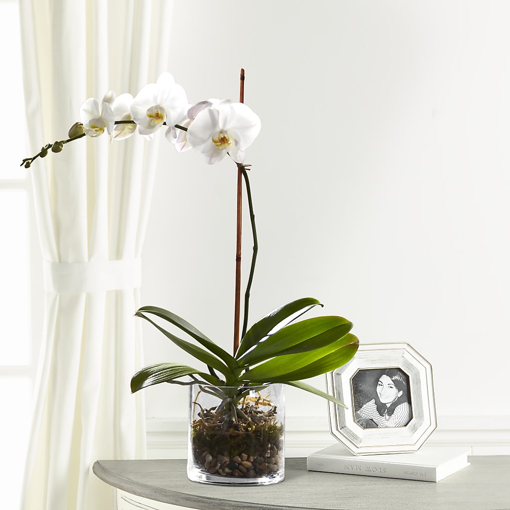 White Orchid Planter – Luxe Flowers Birmingham, Birmingham MI