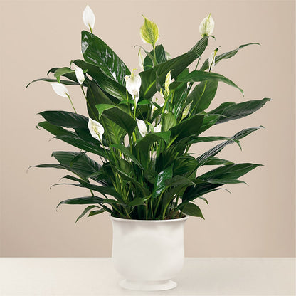 Comfort Planter –  Luxe Flowers Birmingham, Birmingham MI