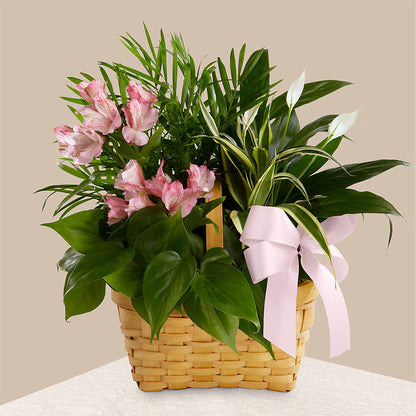 Living Spirit Dishgarden –  Luxe Flowers Birmingham, Birmingham MI