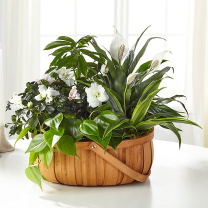 Serene Dishgarden –  Luxe Flowers Birmingham, Birmingham MI