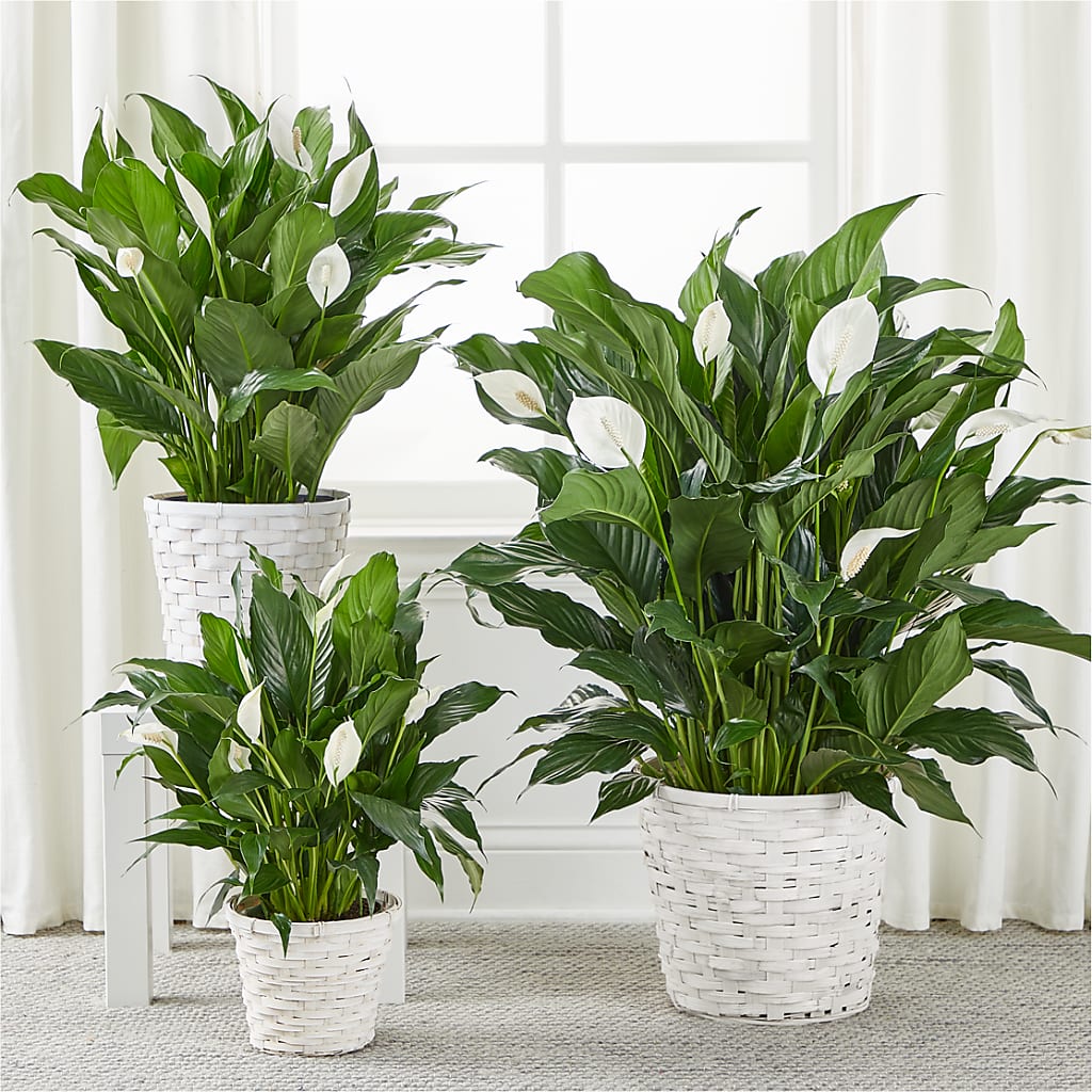 A New Leaf Peace Lily –  Luxe Flowers Birmingham, Birmingham MI