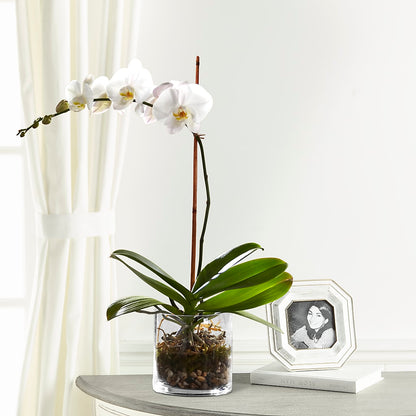 White Orchid Planter –  Luxe Flowers Birmingham, Birmingham MI